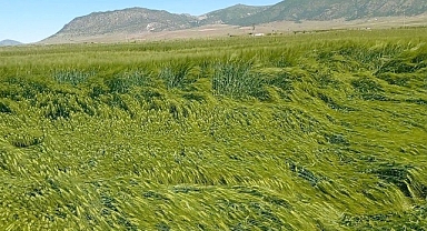 Karaman'da Yatma Eğilimi Gösteren Arpa Tarlalarında Teknik İnceleme