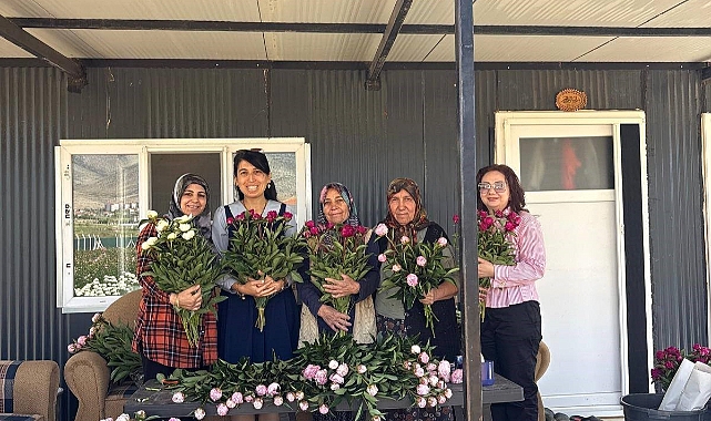 Kazımkarabekir’de Şakayık Hasadı Başladı