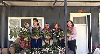 Kazımkarabekir’de Şakayık Hasadı Başladı
