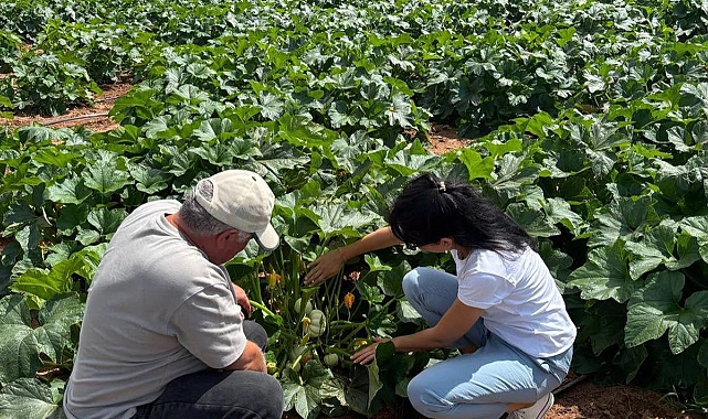 Karaman'da Süs Kabağı Üretim Alanlarında Kontroller Yapıldı